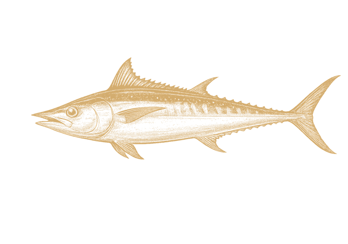 Bigeye Tuna
