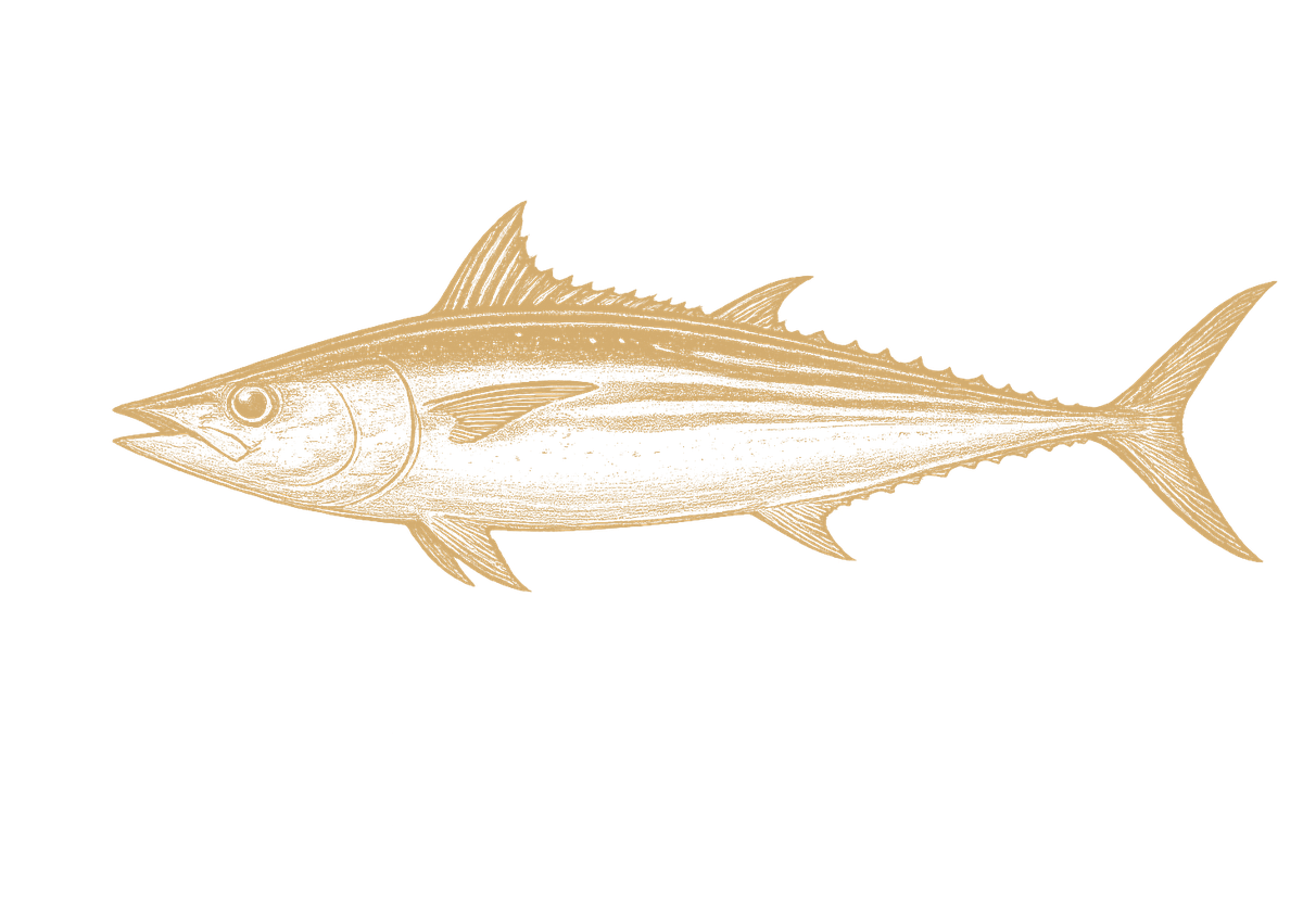 Skipjack Tuna