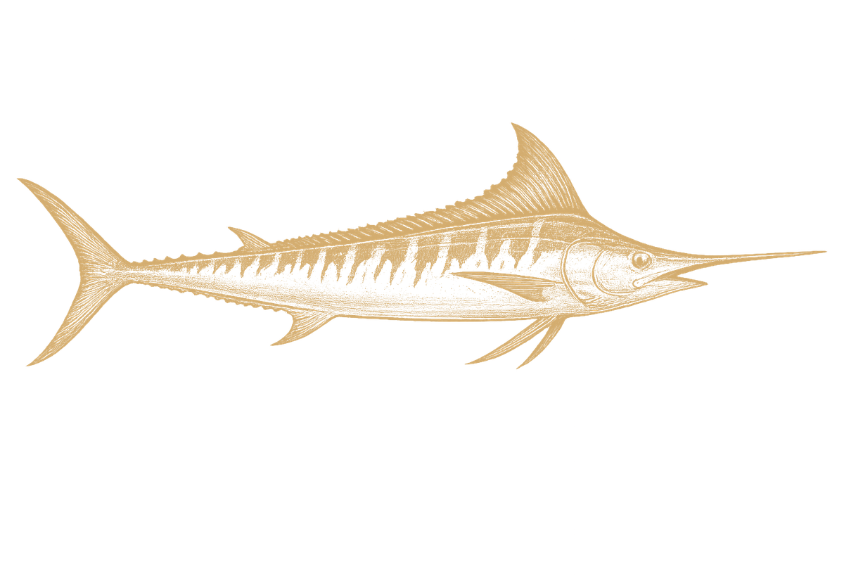 Striped Marlin